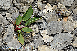 Alpen-Wundklee (Anthyllis vulneraria ssp. alpestris) (C162544) Alpen-Wundklee (Anthyllis vulneraria ssp. alpestris) (C162544)