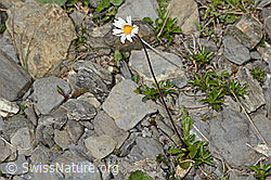 Alpenmasslieb (Aster bellidiastrum) (C162549) Alpenmasslieb (Aster bellidiastrum) (C162549)