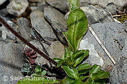 Alpenmasslieb (Aster bellidiastrum) (C162550) Alpenmasslieb (Aster bellidiastrum) (C162550)