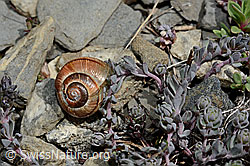 Gefleckte Schnirkelschnecke (Arianta arbustorum) (C162552) Gefleckte Schnirkelschnecke (Arianta arbustorum) (C162552)