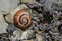 Gefleckte Schnirkelschnecke (Arianta arbustorum) (C162553) Gefleckte Schnirkelschnecke (Arianta arbustorum) (C162553)