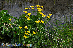 Sumpf-Dotterblume (Caltha palustris) (05.2020, C162575)