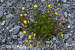 Kriechendes Fingerkraut (Potentilla reptans) (C162576)