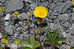 Kriechendes Fingerkraut (Potentilla reptans) (C162577)
