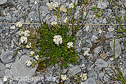 Alpen-Gämskresse (Pritzelago alpina) (C162580)