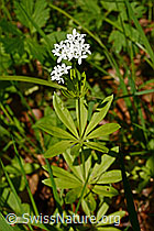 Photo: Galium odoratum