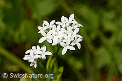 Photo: Galium odoratum, Blüten