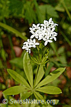 Photo: Galium odoratum