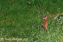 Photo: Capreolus capreolus