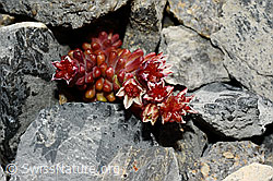 Sedum atratum (C165746)