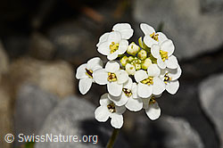 Alpen-Gämskresse (Pritzelago alpina) (C165756)