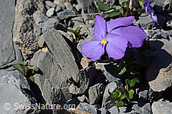 Foto: Mont Cenis-Stiefmütterchen (Viola cenisia)
