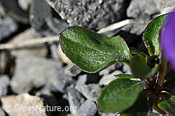 Viola cenisia (C165761)