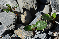 Viola cenisia (C165762)