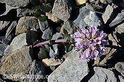 Kriechendes Täschelkraut (Thlaspi rotundifolium) (C165765)