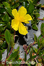 Helianthemum grandiflorum (C165774)