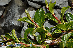 Salix retusa (C165778)