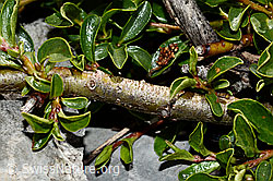 Salix retusa (C165779)
