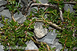 Salix retusa (C165780)