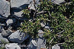 Salix retusa (C165782)