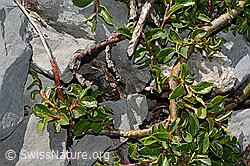 Salix retusa (C165786)