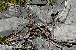 Salix retusa (C165788)