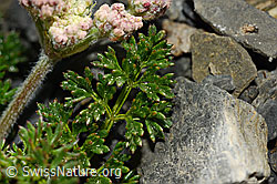 Foto: Augenwurz (Athamanta cretensis)