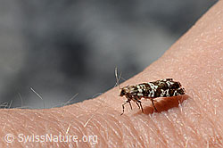 Epinotia tedella (C166003)