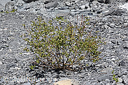 Sal-Weide (Salix caprea) (C166041)