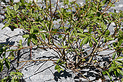 Sal-Weide (Salix caprea) (C166042)