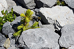 Gewöhnliche Fichte (Picea abies) (C166057) Gewöhnliche Fichte (Picea abies) (C166057)