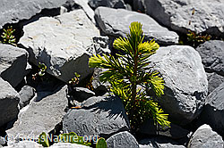 Kleine Fichte (Picea abies) (C166059) Kleine Fichte (Picea abies) (C166059)