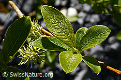 Sal-Weide (Salix caprea) (C166066)