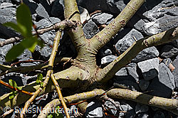Sal-Weide (Salix caprea) (C166067)