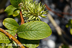 Sal-Weide (Salix caprea) (C166068)