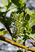 Sal-Weide (Salix caprea) (C166069)