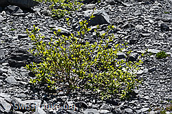 Photo: Salix caprea