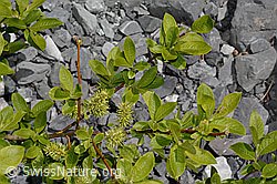 Photo: Salix caprea