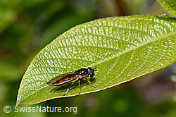 Matte Schwarzkopfschwebfliege (Melanostoma scalare) (C166075) Matte Schwarzkopfschwebfliege (Melanostoma scalare) (C166075)