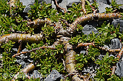 Quendelblättrige Weide (Salix serpillifolia) (C166084) Quendelblättrige Weide (Salix serpillifolia) (C166084)