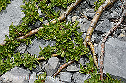 Quendelblättrige Weide (Salix serpillifolia) (C166087) Quendelblättrige Weide (Salix serpillifolia) (C166087)