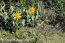 Arnika (Arnica montana) (07.2020, C166572)