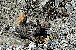 Photo: Wood finding no. 1 at the Unteraar glacier