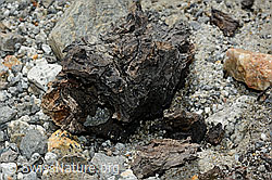 Photo: Wood finding no. 1 at the Unteraar glacier