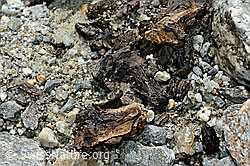 Photo: Wood finding no. 1 at the Unteraar glacier