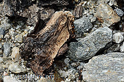 Photo: Wood finding no. 1 at the Unteraar glacier