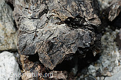 Photo: Wood finding no. 1 at the Unteraar glacier