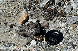 Photo: Wood finding no. 1 at the Unteraar glacier