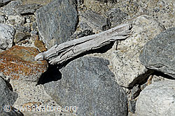 Photo: Wood finding no. 2 at the Unteraar glacier