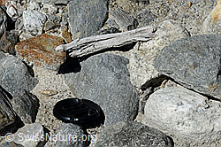 Photo: Wood finding no. 2 at the Unteraar glacier